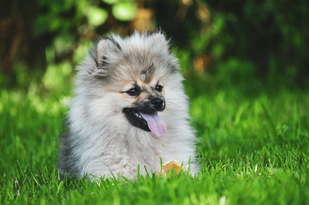Legend'of Ki Breizh - Chiots disponibles - Spitz allemand